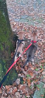 Laatste 2 mechelse herder puppy's!, Dieren en Toebehoren, Honden | Herdershonden en Veedrijvers, Rabiës (hondsdolheid), 8 tot 15 weken