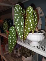 Begonia Maculata plant in Delfts Wit Potje, Overige soorten, Vaste plant, Ophalen of Verzenden, Halfschaduw