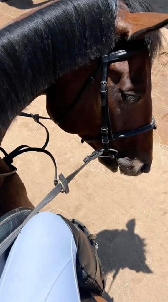 Bijrijpaard gezocht / Bijrijder aangeboden, Dieren en Toebehoren, Paarden en Pony's | Verzorgingsproducten, Ophalen of Verzenden