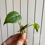Philodendron Scandens - stekje, Huis en Inrichting, Kamerplanten, Ophalen, Overige soorten, Halfschaduw, Minder dan 100 cm