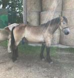 duits koudbloed werkpaard trekpaard, Dieren en Toebehoren, Meerdere dieren