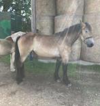 duits koudbloed werkpaard trekpaard, Dieren en Toebehoren, Paarden, Meerdere dieren