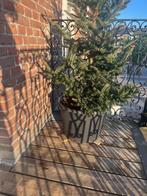 Prachtige kerstboom in pot – ca. 175 cm hoog, Ophalen, Nieuw