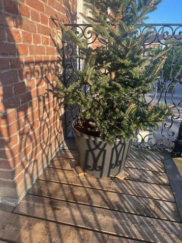Prachtige kerstboom in pot – ca. 175 cm hoog beschikbaar voor biedingen