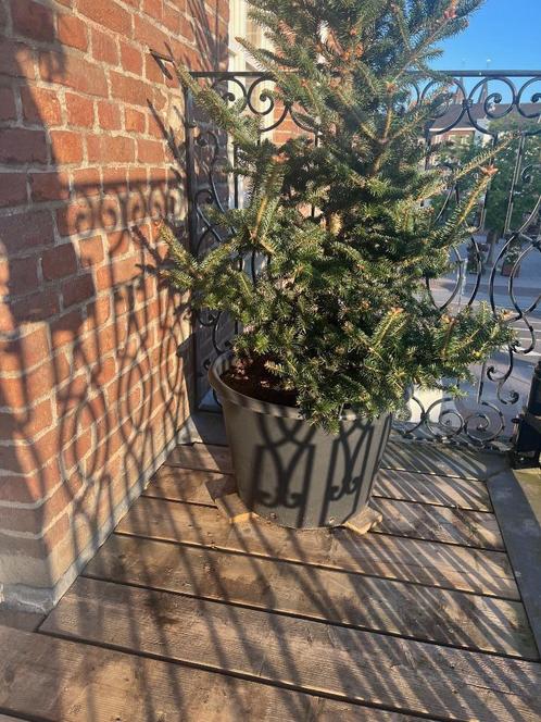 Prachtige kerstboom in pot – ca. 175 cm hoog, Diversen, Kerst, Nieuw, Ophalen