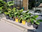 Bananenplant, Ophalen, Zomer, Volle zon