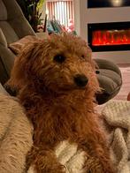 Labradoodle pup zoekt liefdevol nieuw thuis, 15 weken tot 1 jaar, Overige rassen, Teef, Eén hond