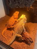 BAARDAGAAM KOPPEL TE KOOP, Dieren en Toebehoren, Hagedis, Met terrarium, 3 tot 6 jaar