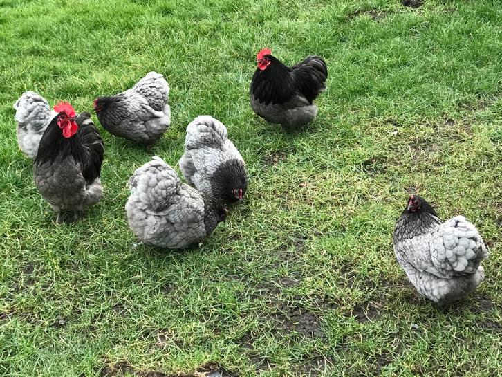 Broedeieren🐣Orpington kriel, Dieren en Toebehoren, Pluimvee, Kip, Geslacht onbekend