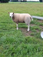 Te koop 5 schapen (fok ooien), Dieren en Toebehoren, Vrouwelijk, Schaap