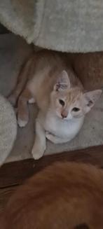 Rode kitten .kater