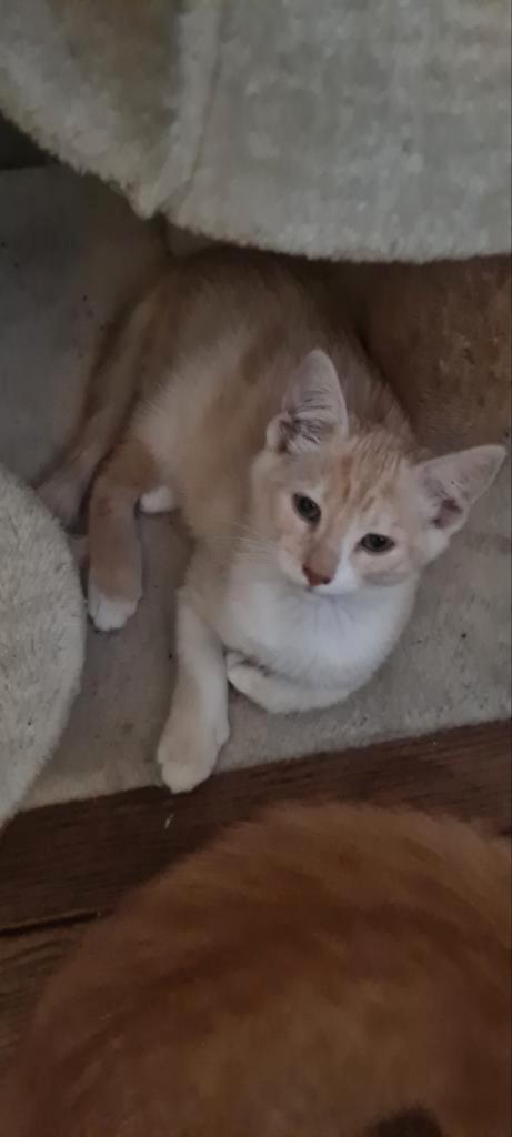 Rode kitten .kater, Dieren en Toebehoren, Katten en Kittens | Overige Katten