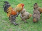 Brahma blauwpatrijs, Dieren en Toebehoren, Pluimvee, Meerdere dieren, Kip