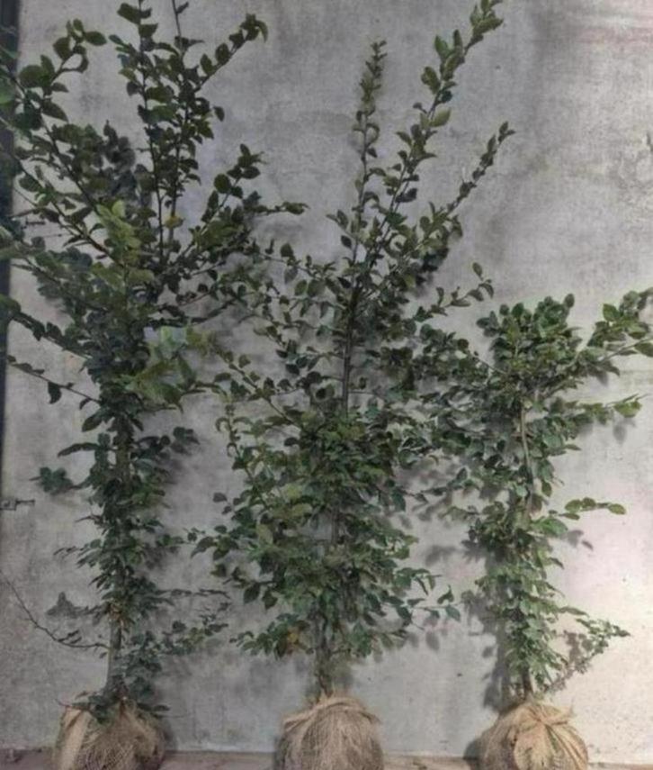 Haagbeuk carpinus ‼️AKTIE‼️, Dieren en Toebehoren, Stalling en Weidegang