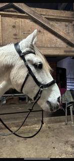 Bitloos hoofdstel full, Dieren en Toebehoren, Ophalen of Verzenden, Zo goed als nieuw, Dressuur