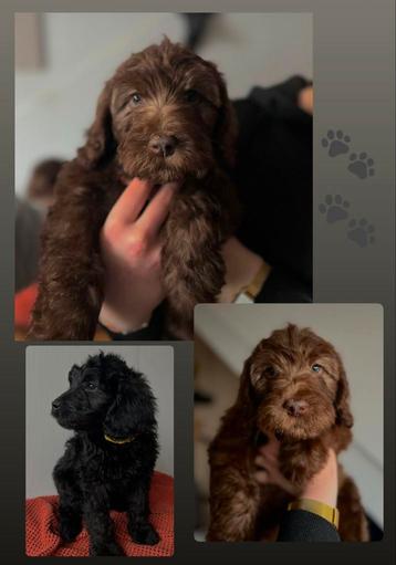 Leukste liefste Labradoodle pups 🐾🤎🐾 beschikbaar voor biedingen