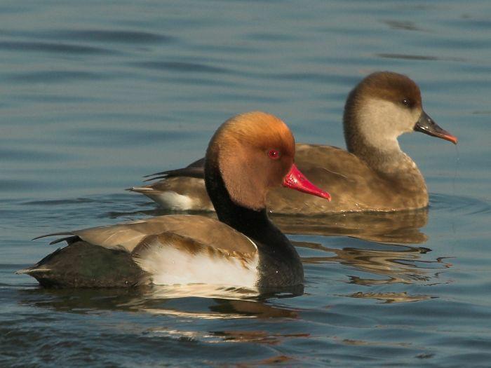 Siereenden, Dieren en Toebehoren, Pluimvee, Eend, Meerdere dieren