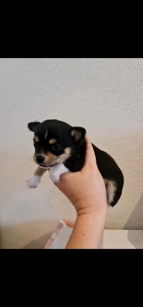 Chihuahua pups teefje, Dieren en Toebehoren, Honden | Chihuahua's en Gezelschapshonden, Meerdere dieren, Chihuahua, Particulier