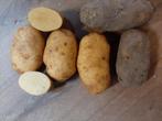 Aardappels agria (gewassen), Ophalen of Verzenden