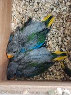 Turquoisine parkieten , zuivere wildkleur, Meerdere dieren, Parkiet, Geringd