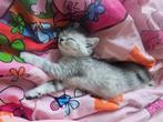 Britse korthaar kittens, Dieren en Toebehoren, Katten en Kittens | Raskatten | Korthaar, Poes, Ontwormd, 0 tot 2 jaar