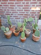 Cactus Opuntia Schijfcactus, Ophalen, Zomer, Overige soorten, Volle zon