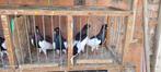 Duiven, Dieren en Toebehoren, Meerdere dieren, Overige soorten