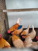 Raszuivere Friese geelwitpel legkippen, Meerdere dieren, Kip