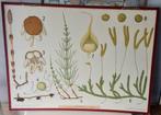 Botanische vintage schoolplaat dubbelzijdig, Ophalen, Natuur en Biologie