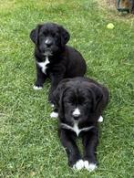 Leuke labrador x berner sennen kruising pups, Dieren en Toebehoren, Honden | Niet-rashonden, 8 tot 15 weken, Groot, CDV (hondenziekte)