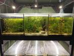 Diverse aquaria 115x65x35 (drievak en enkelvak), Dieren en Toebehoren, Vissen | Aquaria en Toebehoren, Ophalen, Gebruikt, Leeg aquarium