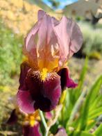 iris germanica, baardiris 'Dauntless', Ophalen of Verzenden, Zomer, Overige soorten