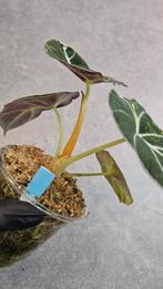Alocasia Black Velvet Gold Variegata, Ophalen of Verzenden, Halfschaduw, Minder dan 100 cm
