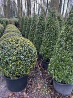 Vaste planten vormsnoei haag en solitare, Tuin en Terras, Planten | Tuinplanten, Ophalen, Bloeit niet, Overige soorten, Volle zon