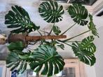 Monstera deliciosa, Huis en Inrichting, Kamerplanten, Ophalen of Verzenden, Halfschaduw, Minder dan 100 cm