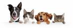 Hondenbrokken fietsmand loopplank  drinkbakken, Dieren en Toebehoren, Dierenvoeding, Verzenden, Hond