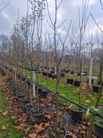 Fruitbomen Halfstam in Pot - Appel, Peer, Pruim, Kers, Ophalen of Verzenden, Halfschaduw, In pot, Lente