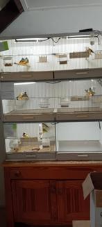 Broedkooi, Dieren en Toebehoren, Vogels | Hokken en Kooien, Ophalen, Zo goed als nieuw, Hout, Broedkooi of Kweekkooi