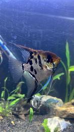 Maanvis mannetje / Angelfish, Vis, Zoetwatervis, Schoolvis