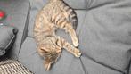 Kitten