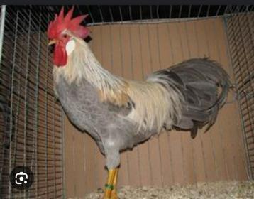 Broedeieren leghorn 