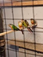 Mooie pyrurrah's hypoxantha, Dieren en Toebehoren, Vogels | Duiven, Meerdere dieren, Overige soorten