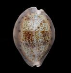 Schelpen: Cypraea robertsi 25,5mm (Gem)  West Panama, Ophalen of Verzenden, Schelp(en)