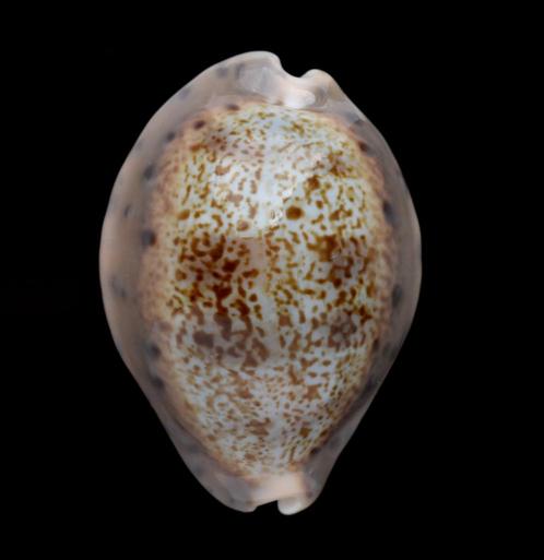 Schelpen: Cypraea robertsi 25,5mm (Gem)  West Panama, Verzamelen, Mineralen en Fossielen, Schelp(en), Ophalen of Verzenden