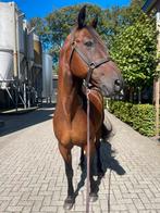 Verzorgpaard aangeboden, Dieren en Toebehoren, Stalling en Weidegang
