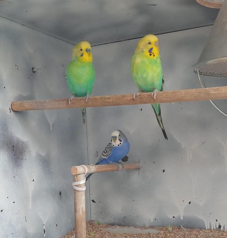 Parkiet, Dieren en Toebehoren, Vogels | Parkieten en Papegaaien, Parkiet, Mannelijk, Tam