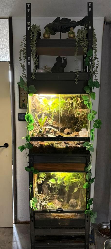 Mooie stelinig met 2 paludariums met gifkikkers