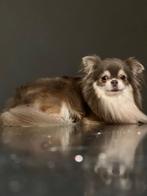 Chihuahua lilac-tan FCI reu ter dekking, Dieren en Toebehoren, Honden | Dekreuen, 3 tot 5 jaar, Buitenland, Reu, CDV (hondenziekte)