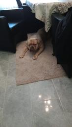 American bully, Dieren en Toebehoren, Reu, 1 tot 2 jaar, Parvo, Bulldog