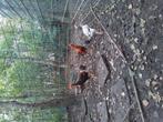 Shamo en kruising cemani/shamo te koop, Dieren en Toebehoren, Meerdere dieren, Kip